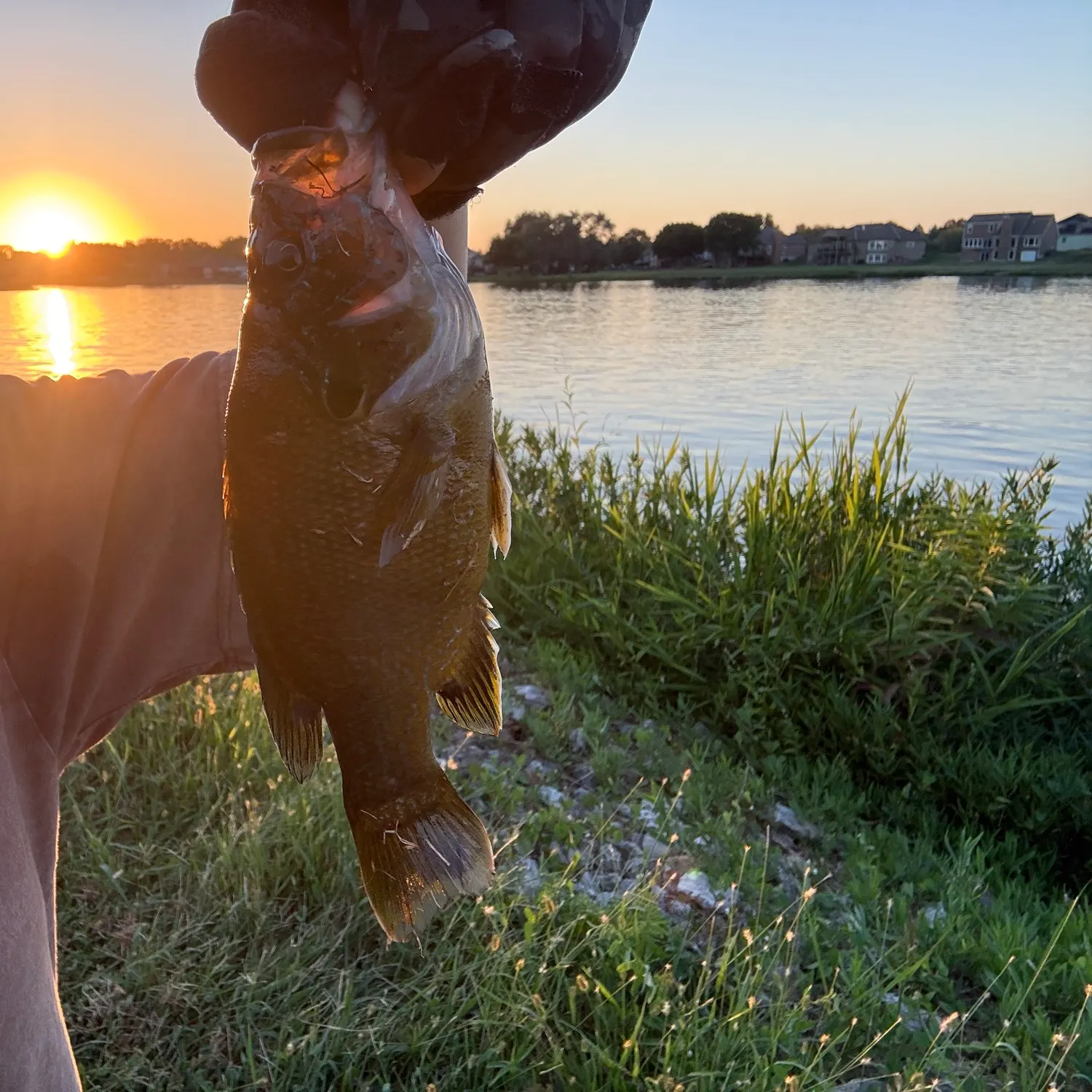Green sunfish caught on Fishbrain