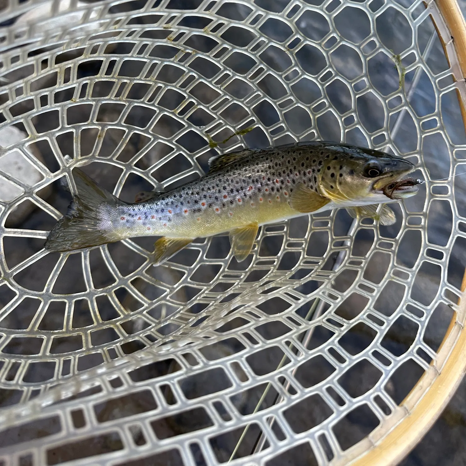 Brown trout caught on Fishbrain