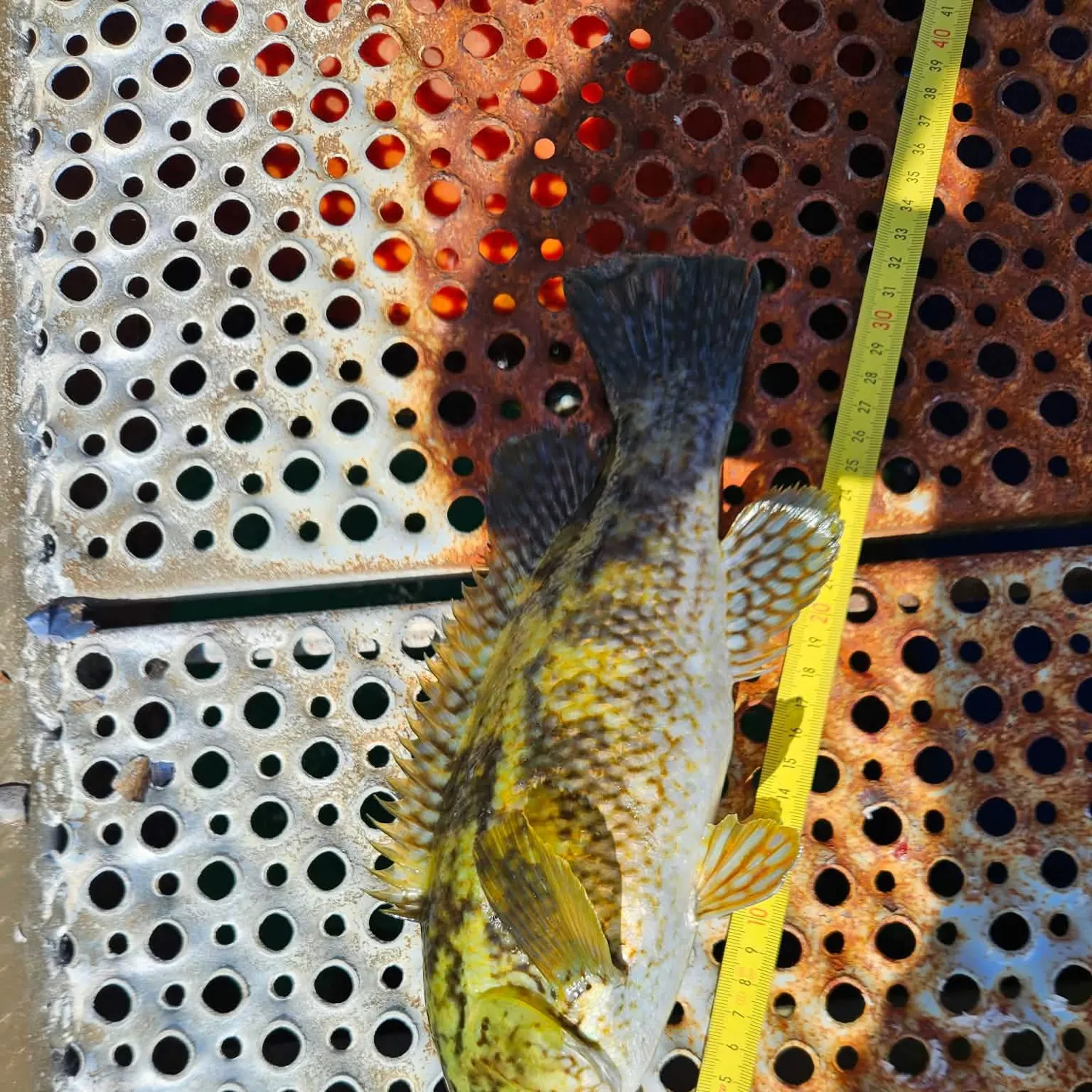 The most recent Ballan wrasse catches on Fishbrain