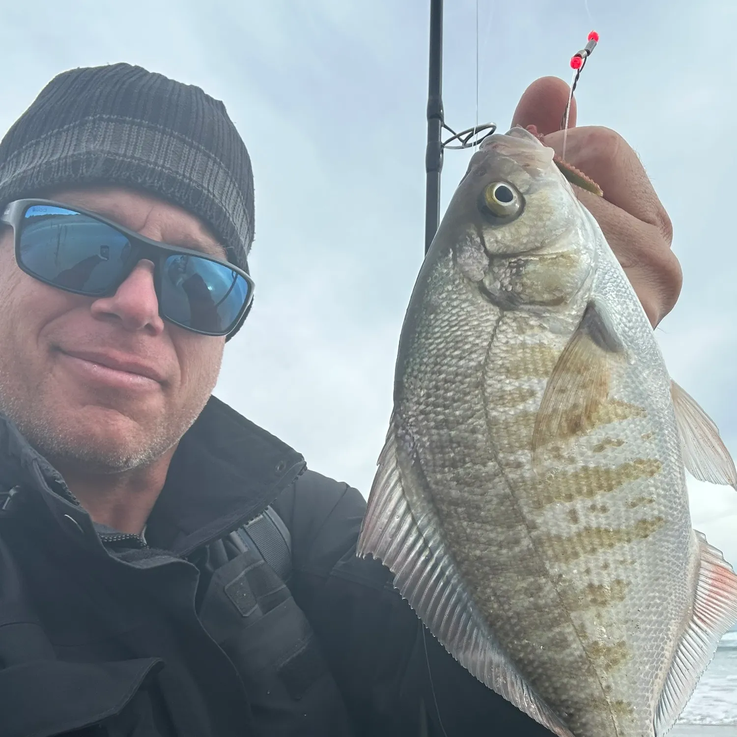 The most recent Redtail surfperch catches on Fishbrain