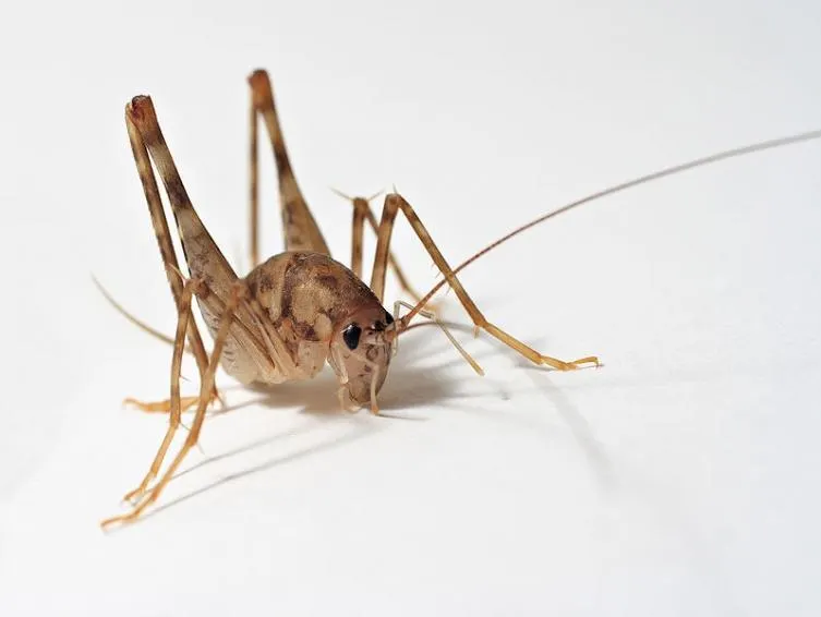 Insects