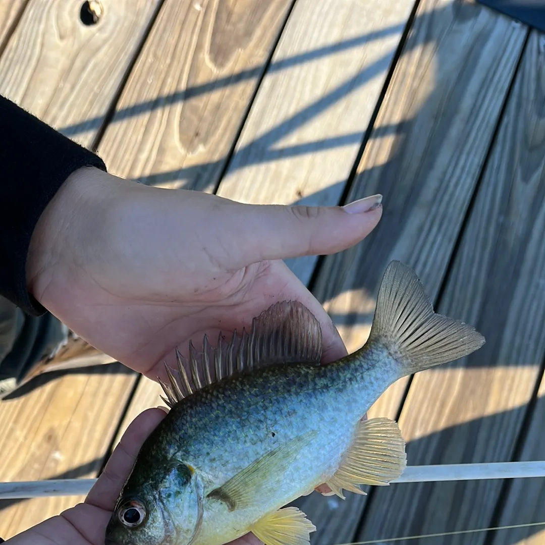 Redear sunfish caught on Fishbrain