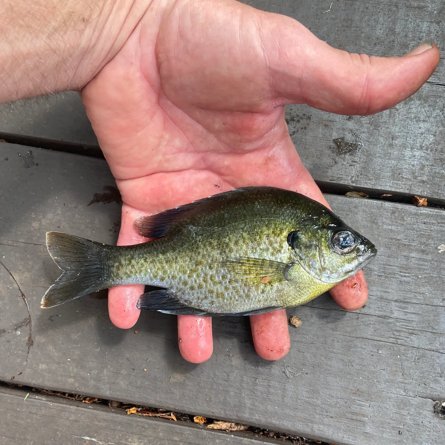 Bluegill caught on Fishbrain