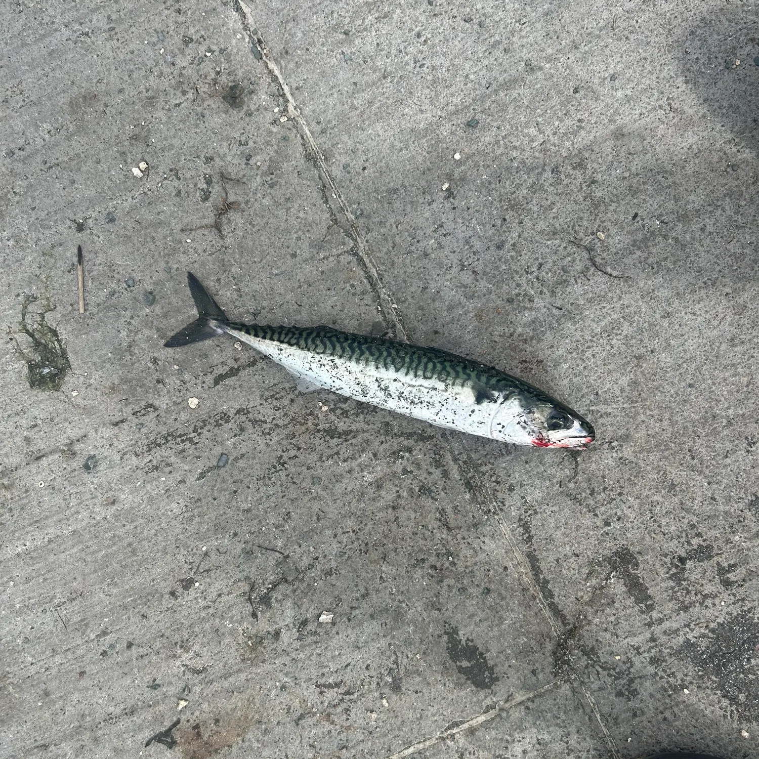 Atlantic mackerel caught on Fishbrain