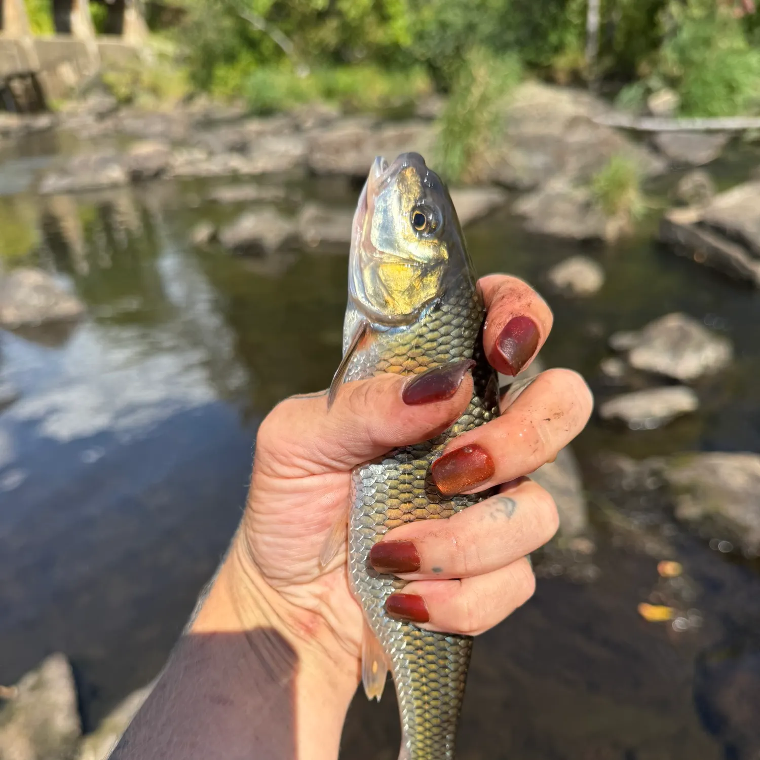 Fallfish caught on Fishbrain