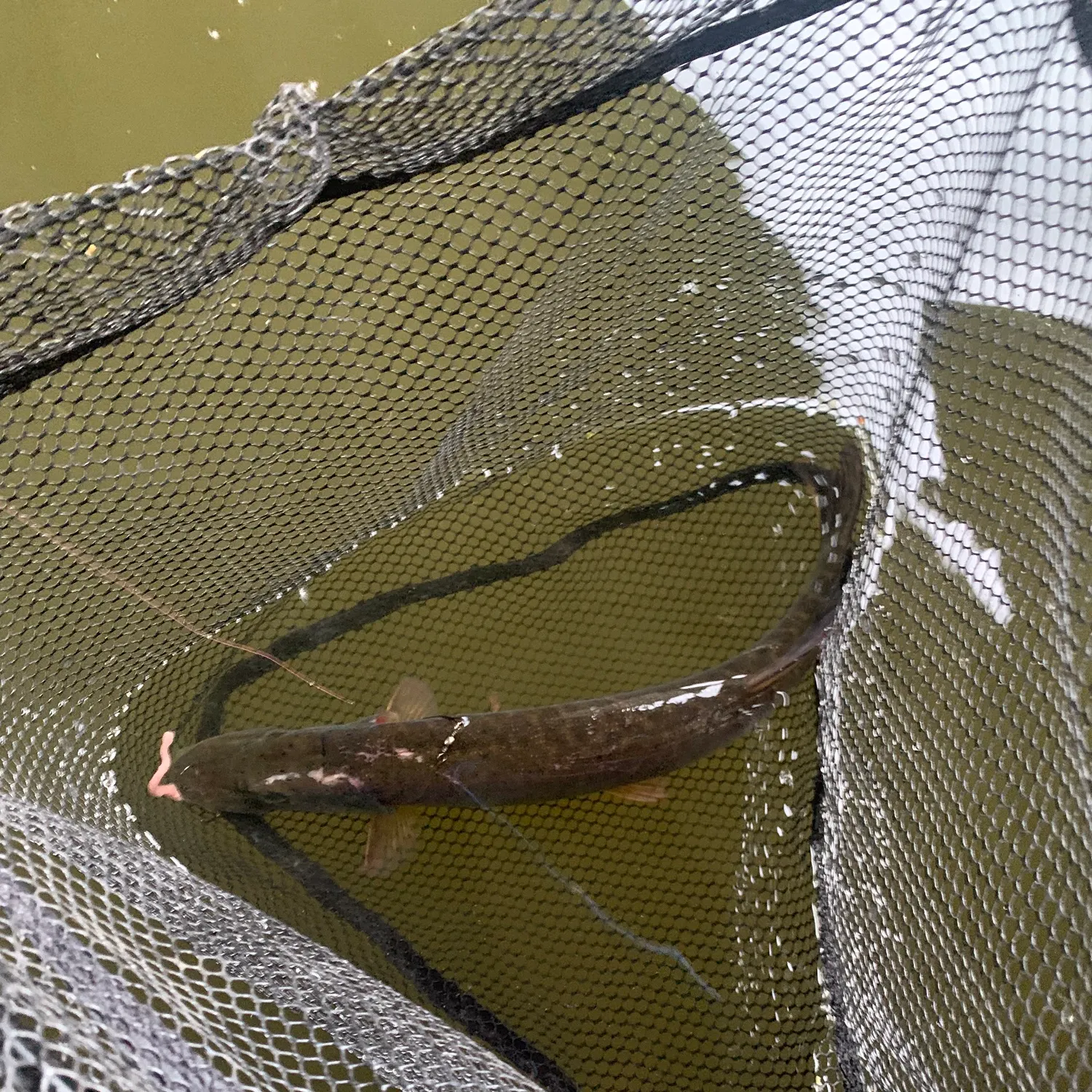 Northern pike caught on Fishbrain