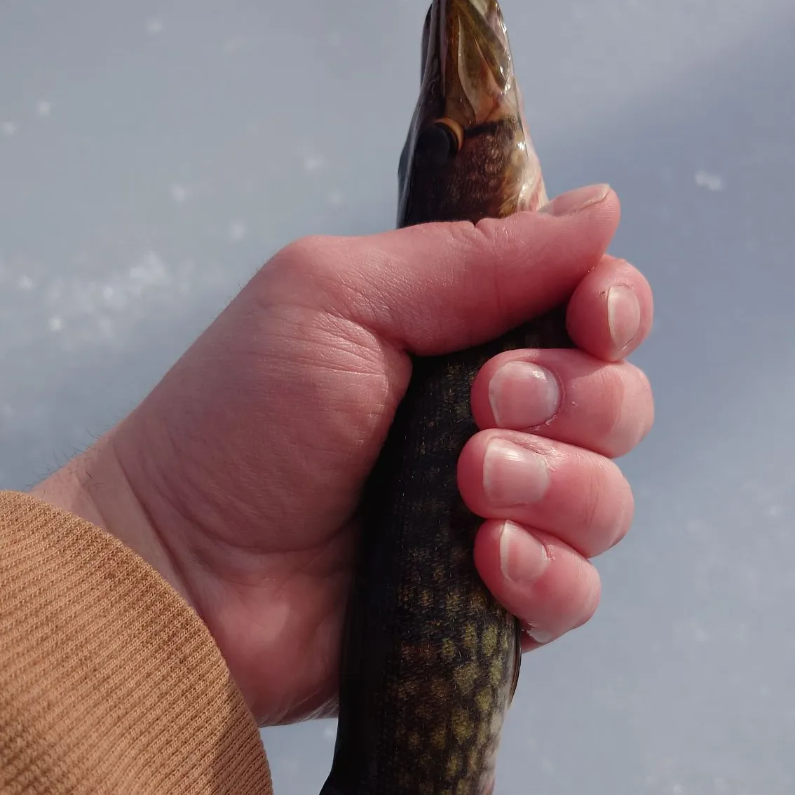 The most recent Chain pickerel catches on Fishbrain