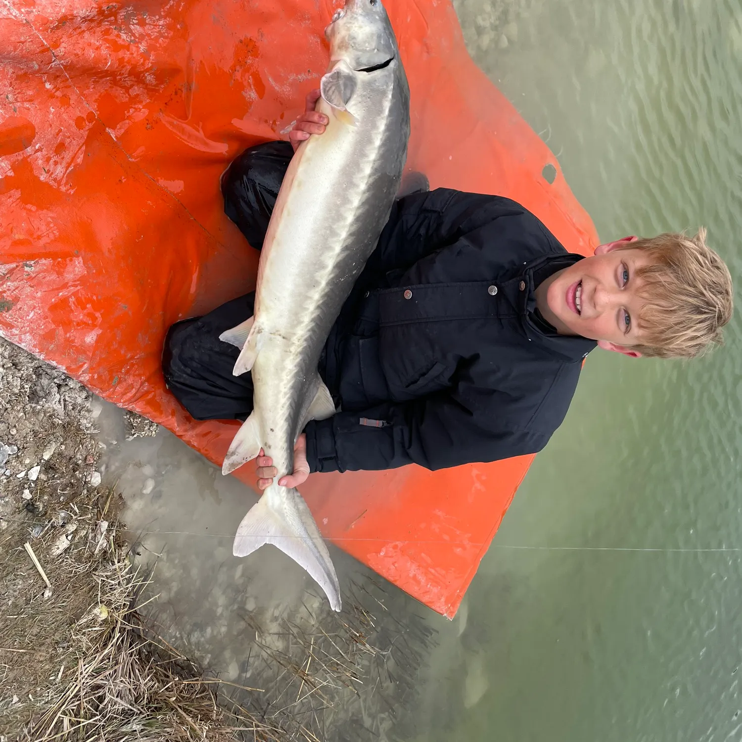 The most recent White sturgeon catches on Fishbrain