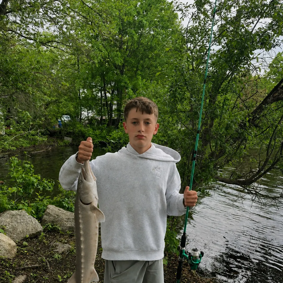 The most recent Beluga sturgeon catches on Fishbrain