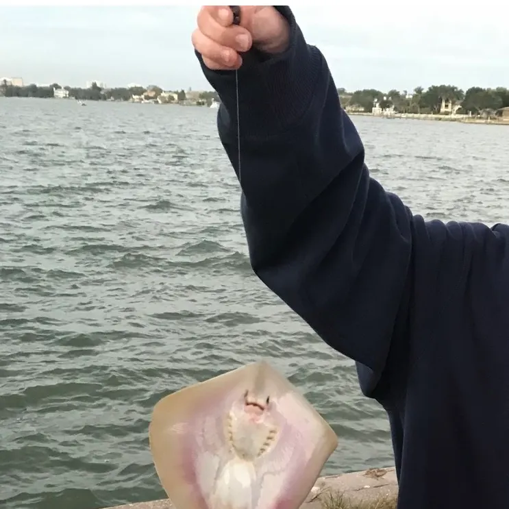 The most recent Atlantic stingray catches on Fishbrain