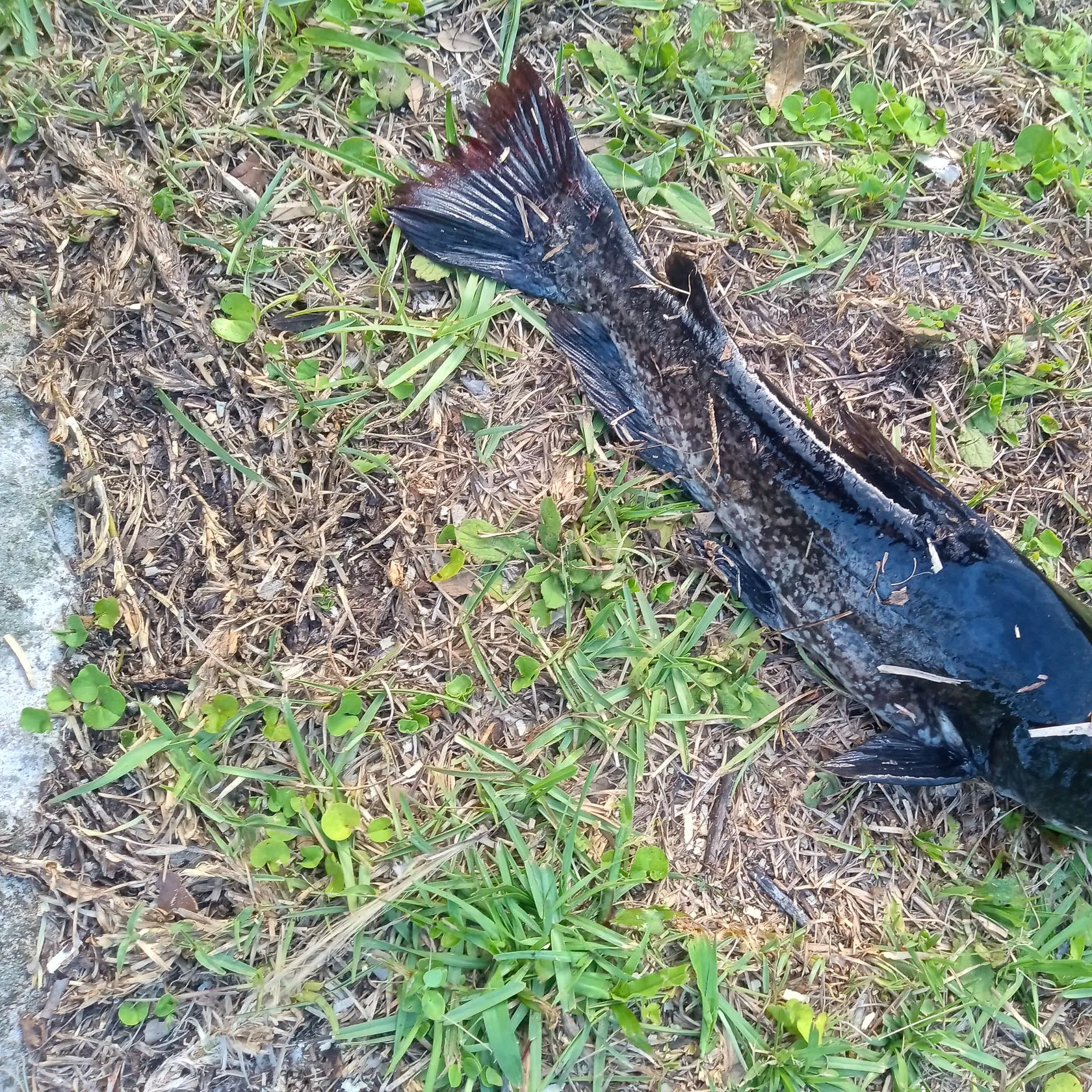 The most recent Spotted bullhead catches on Fishbrain