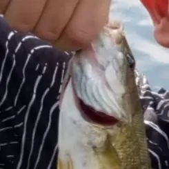 Smallmouth bass caught on Fishbrain