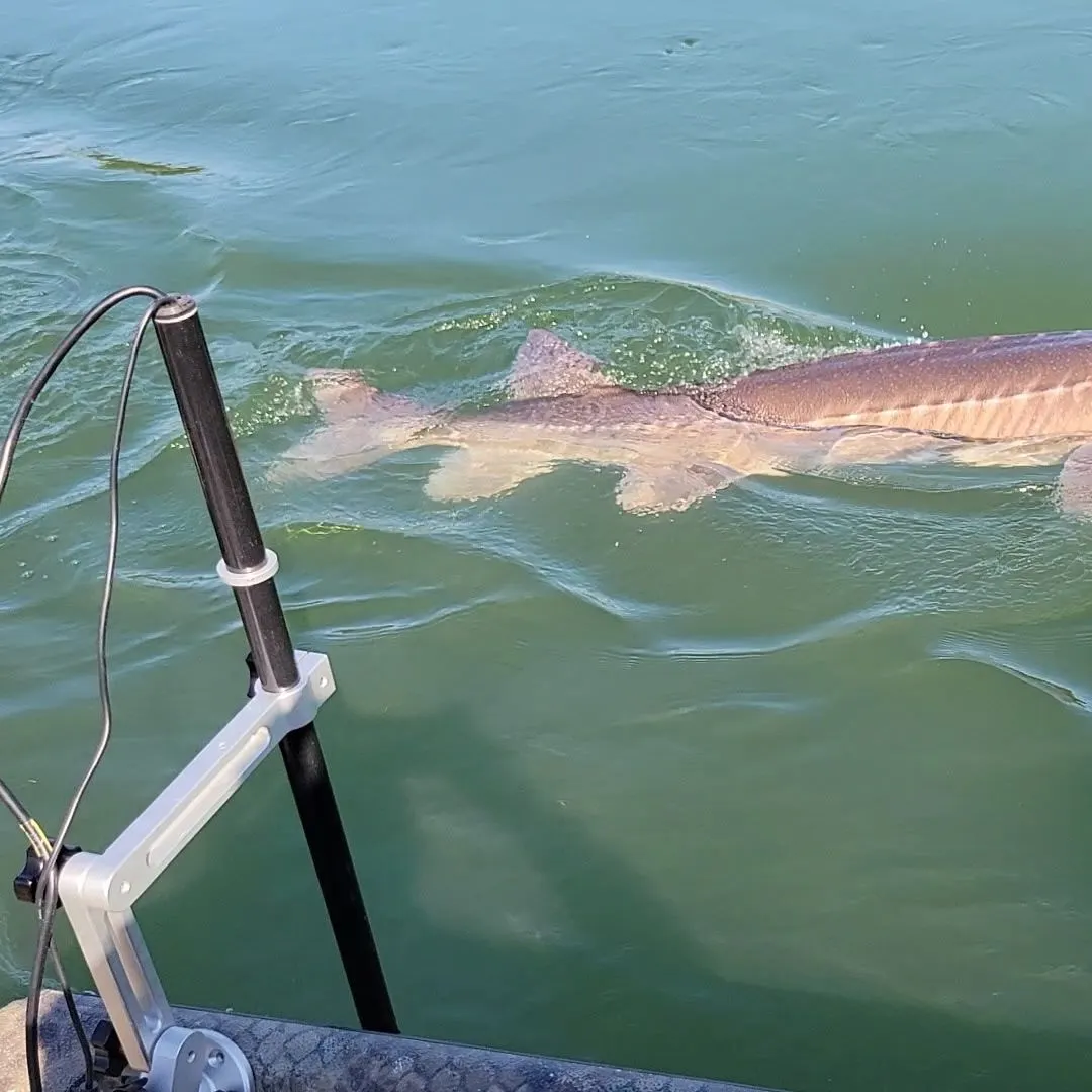 The most recent White sturgeon catches on Fishbrain