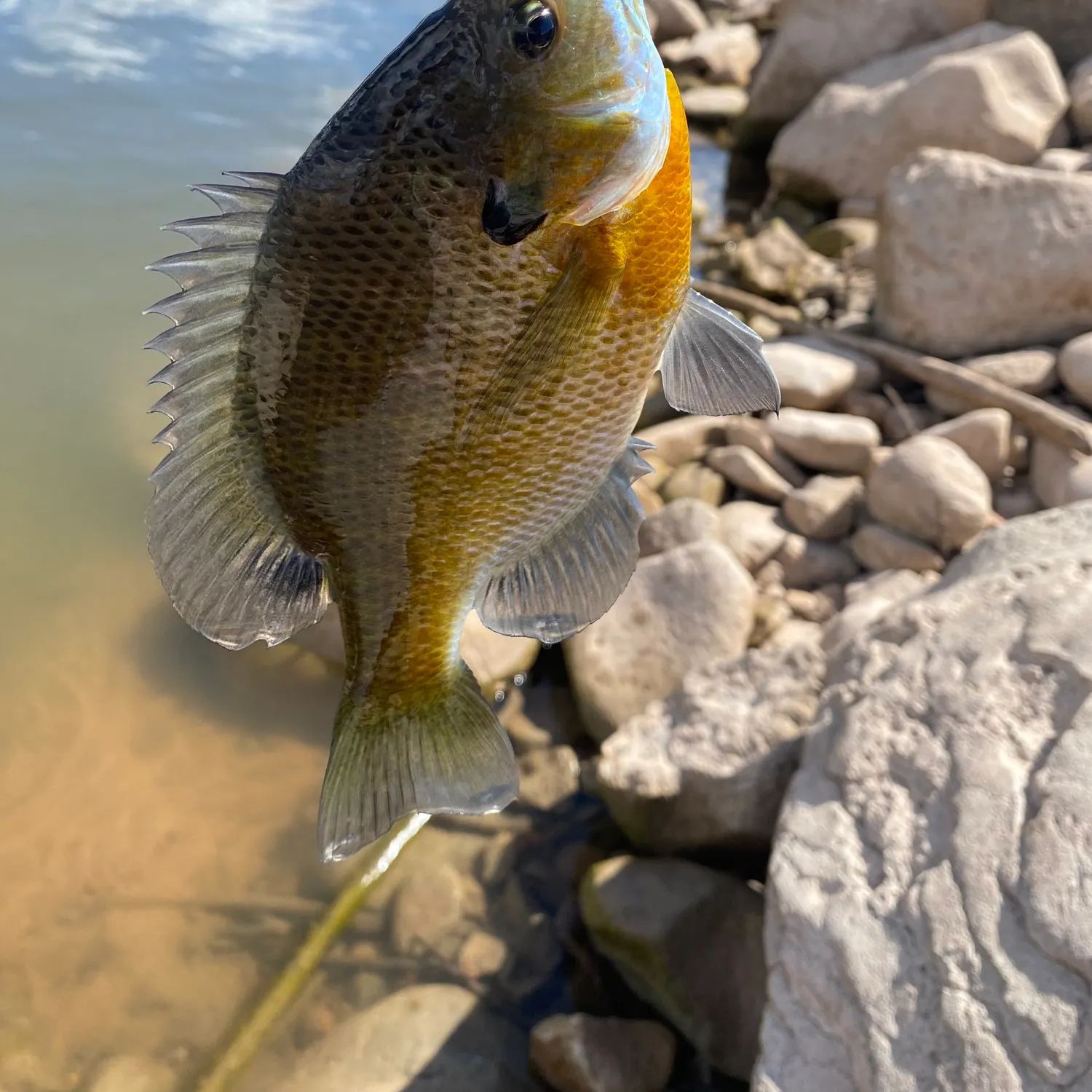 Green sunfish caught on Fishbrain
