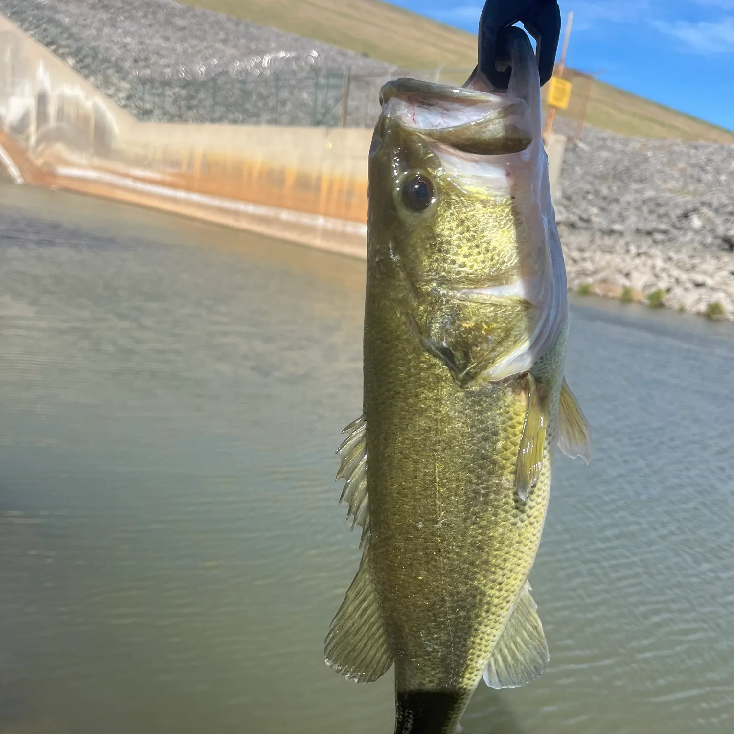 The most recent Largemouth bass catches on Fishbrain
