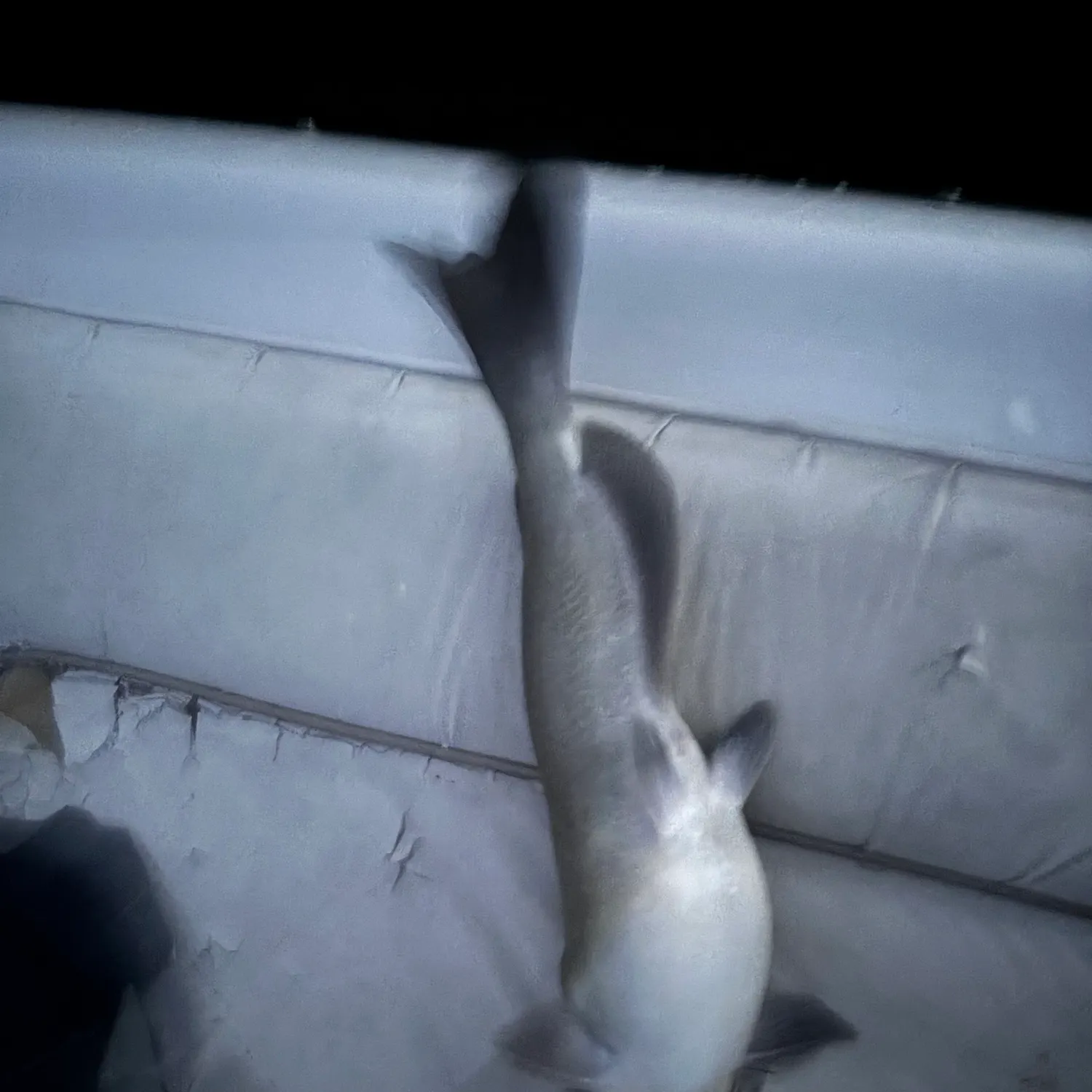 Channel catfish caught on Fishbrain