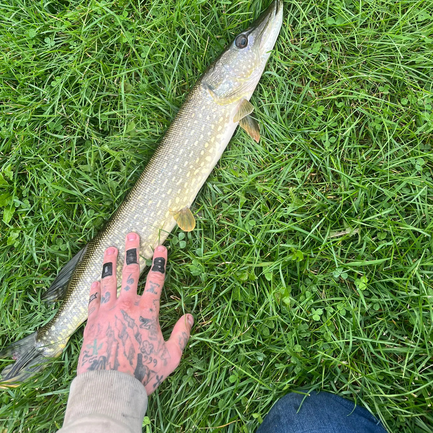 Northern pike caught on Fishbrain