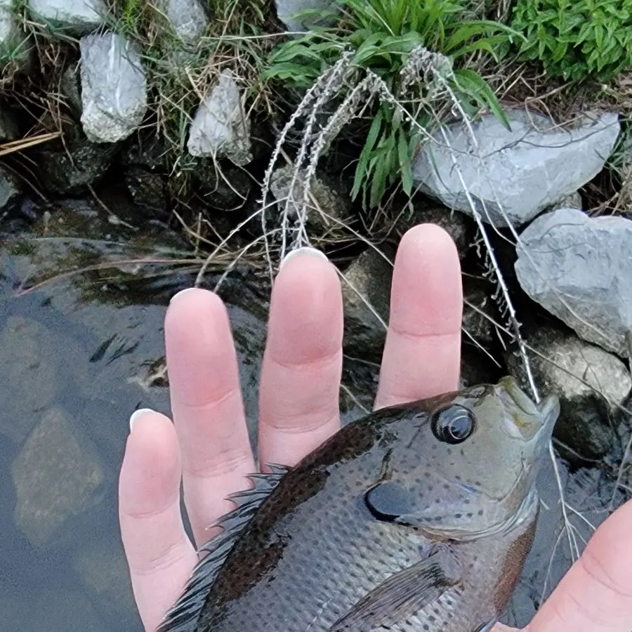 The most recent Spotted sunfish catches on Fishbrain