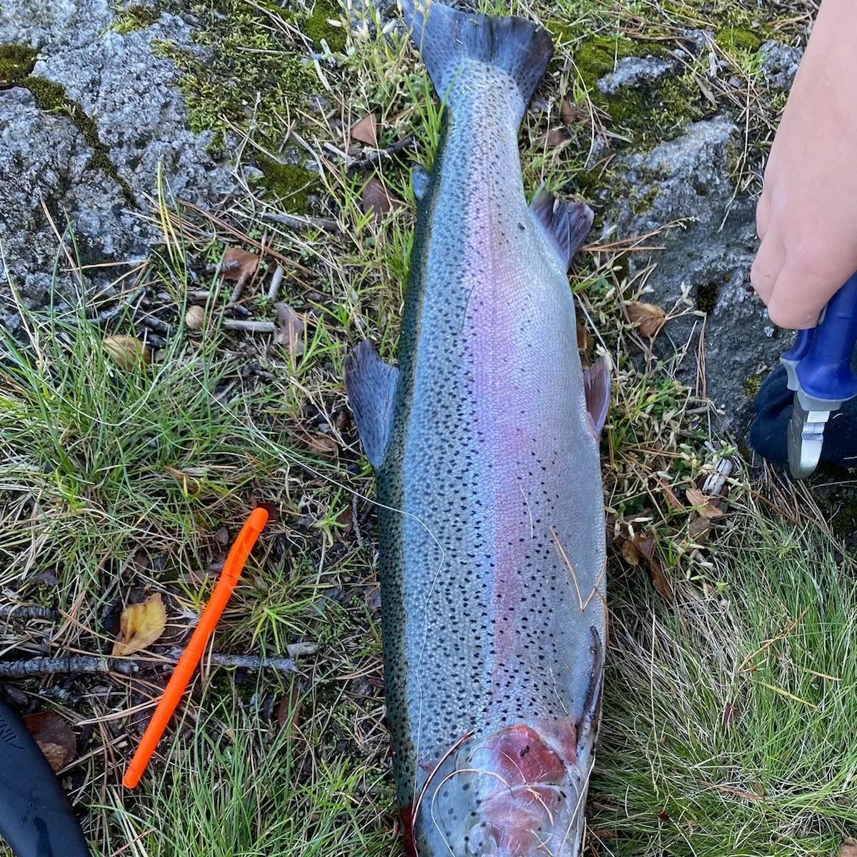 Rainbow trout caught on Fishbrain