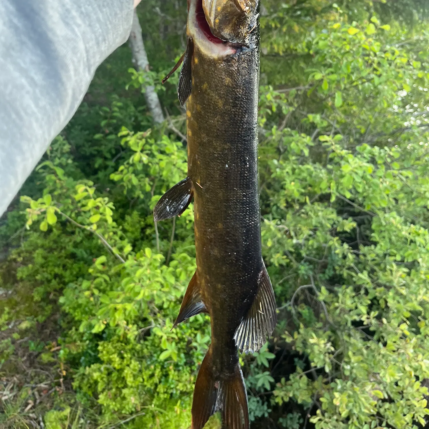 Northern pike caught on Fishbrain