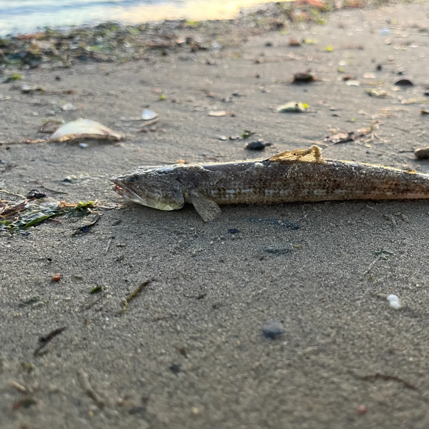Inshore lizardfish caught on Fishbrain