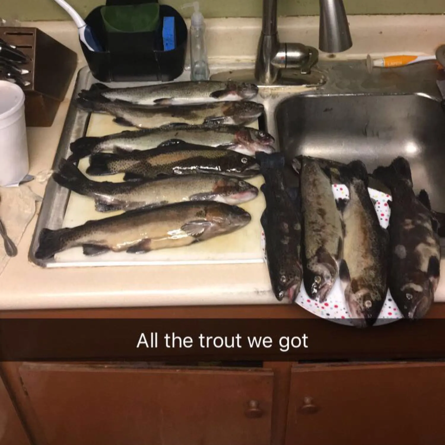 recently logged catches