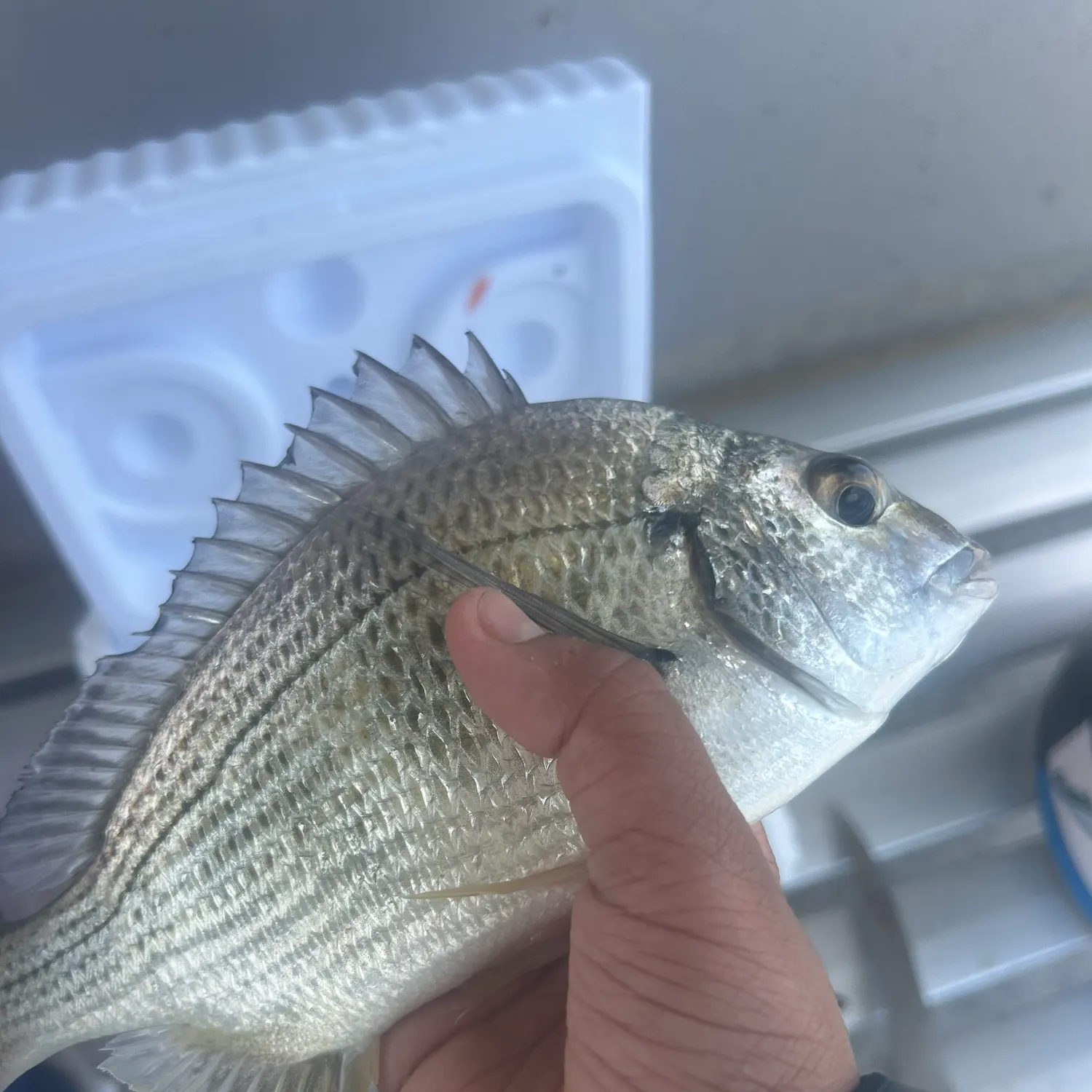 The most recent Surf bream catches on Fishbrain