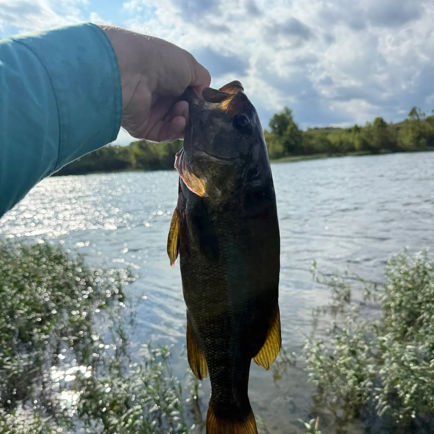 Smallmouth bass caught on Fishbrain