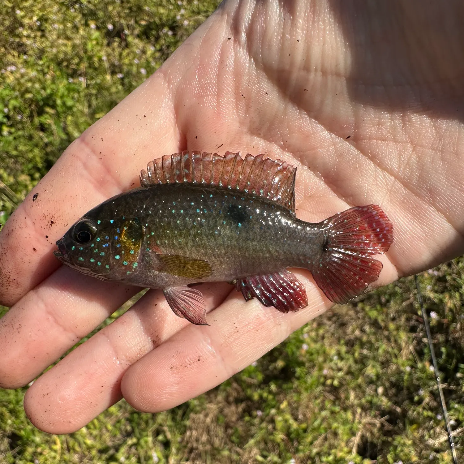 The most recent African Jewelfish catches on Fishbrain