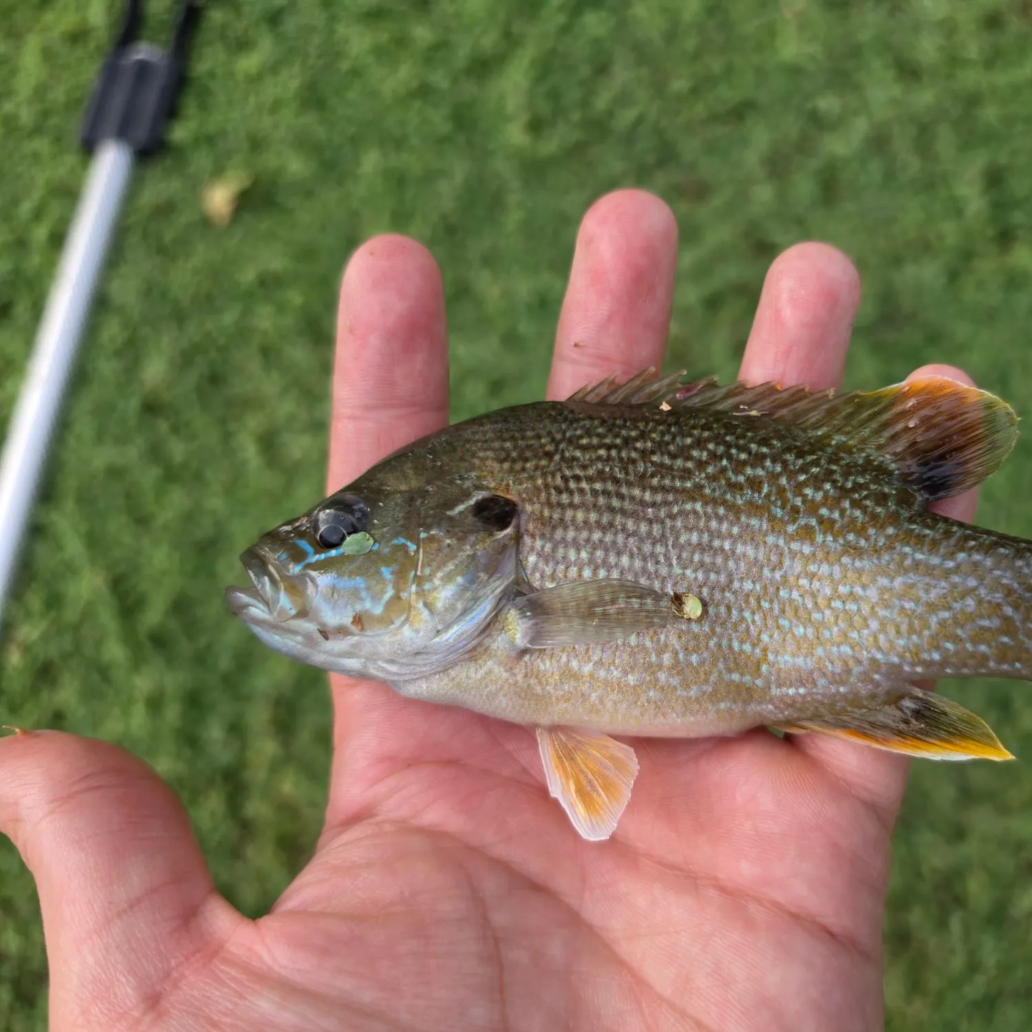 Green sunfish caught on Fishbrain