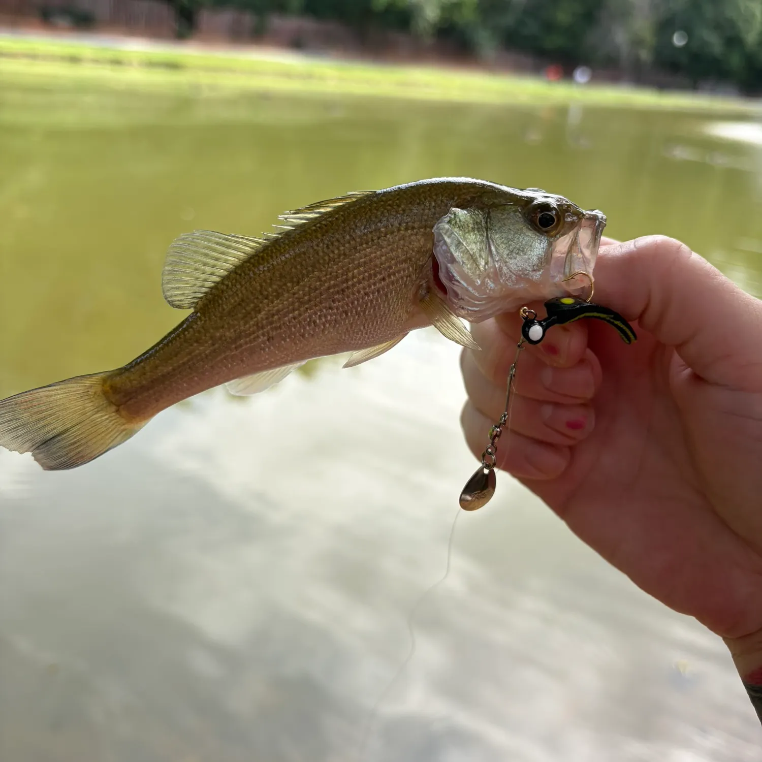 Largemouth bass caught on Fishbrain