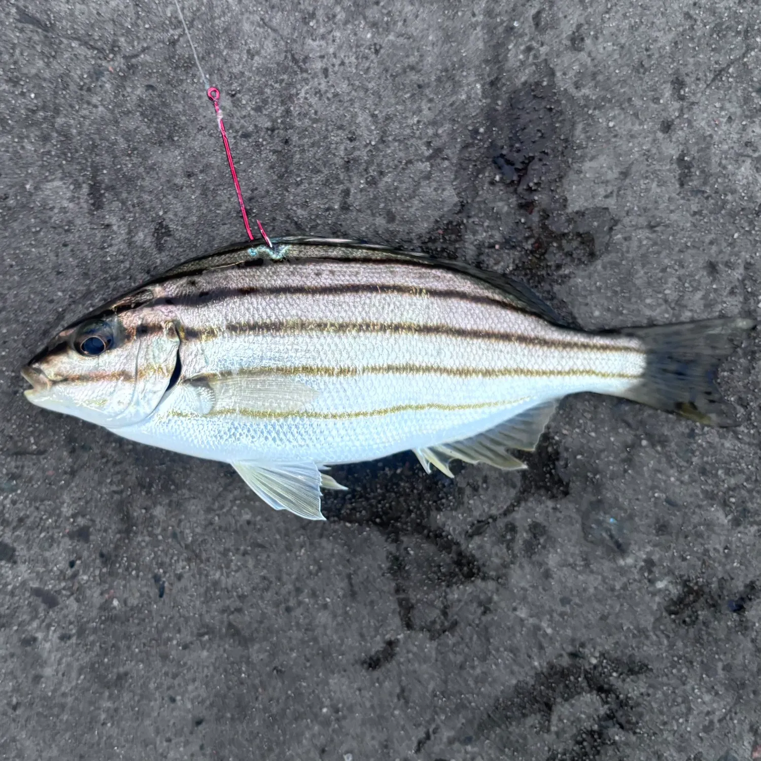 The most recent Four-lined Grunter catches on Fishbrain
