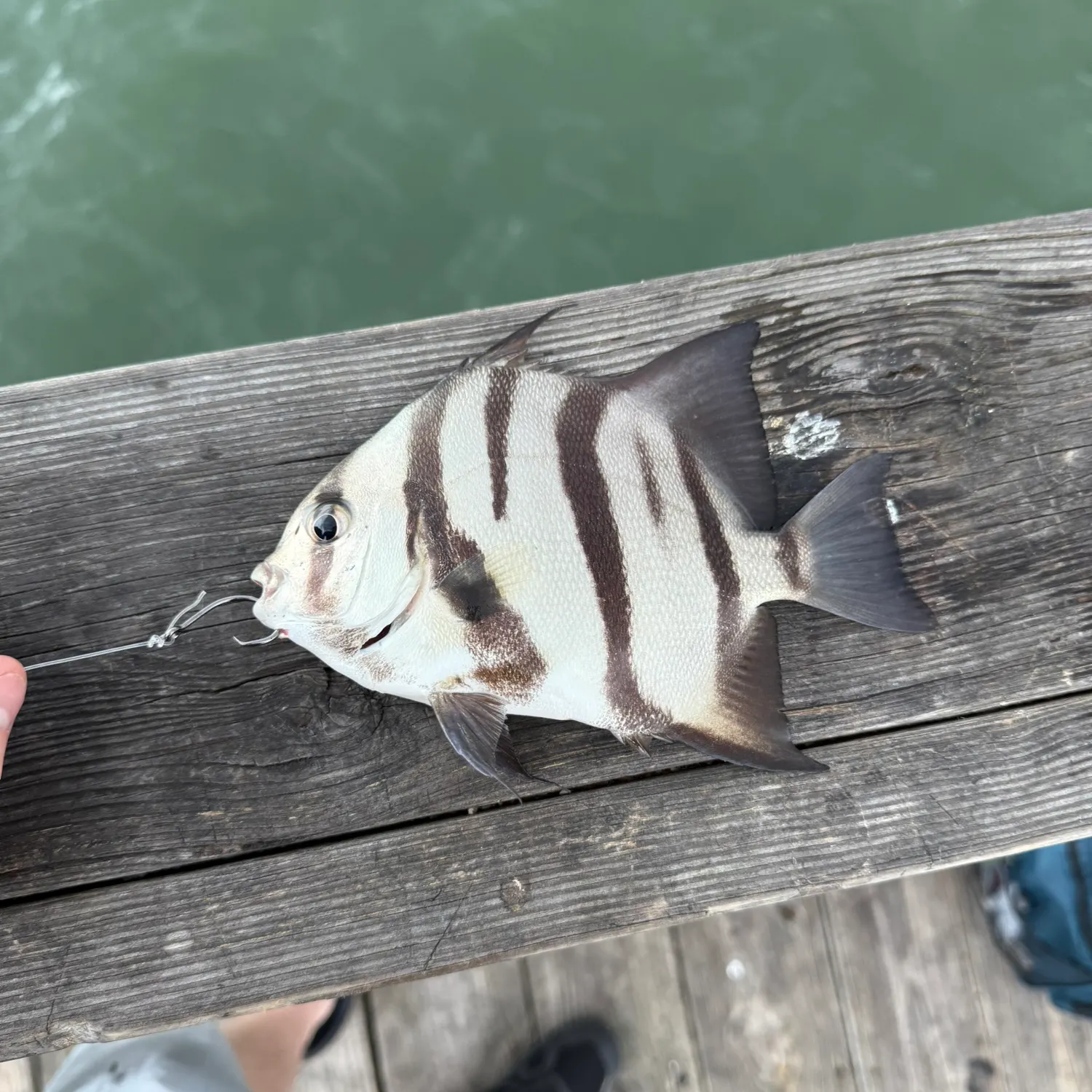 The most recent Atlantic spadefish catches on Fishbrain