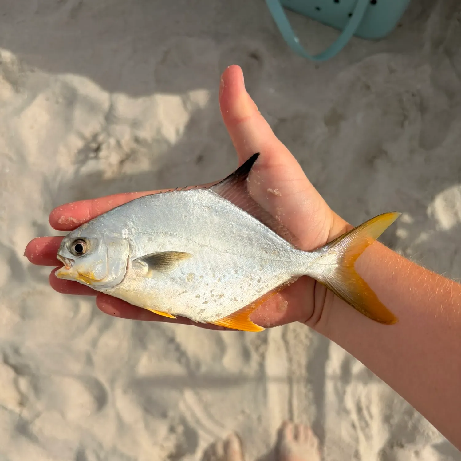 Florida pompano caught on Fishbrain