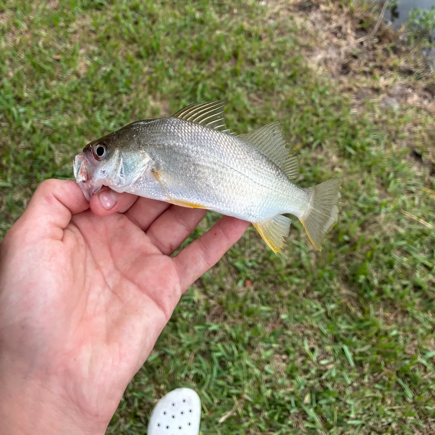 Atlantic croaker caught on Fishbrain