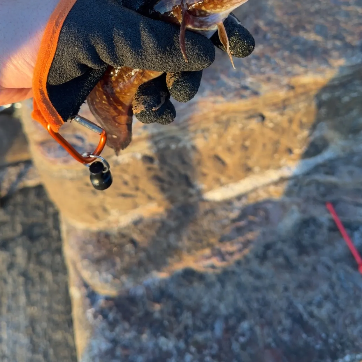 The most recent Three-bearded rockling catches on Fishbrain