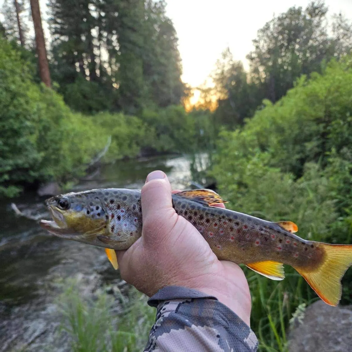 Brown trout caught on Fishbrain