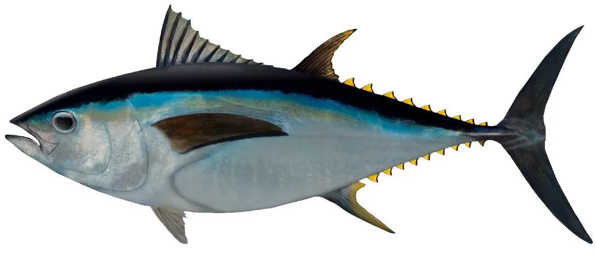 Southern bluefin tuna