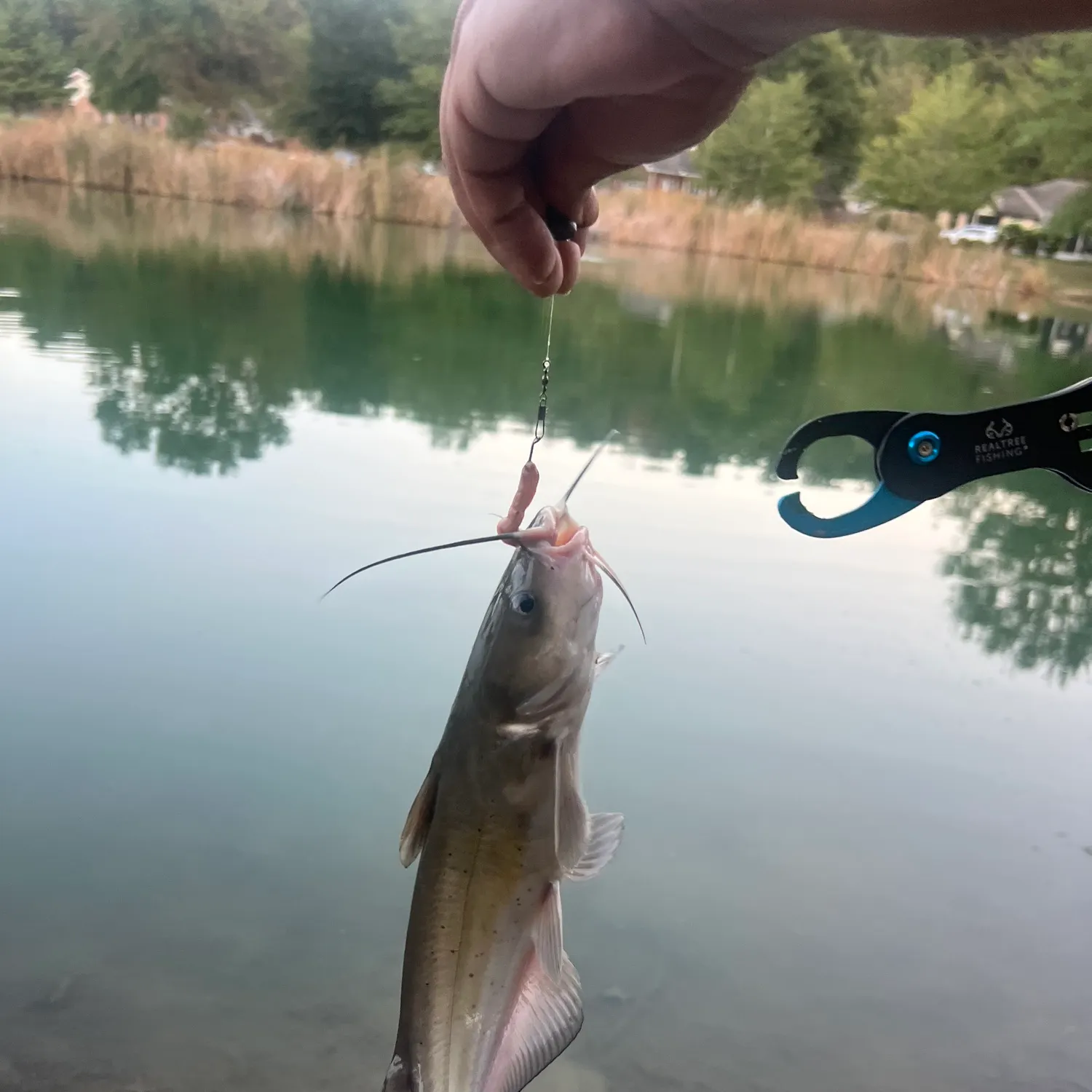 Channel catfish caught on Fishbrain