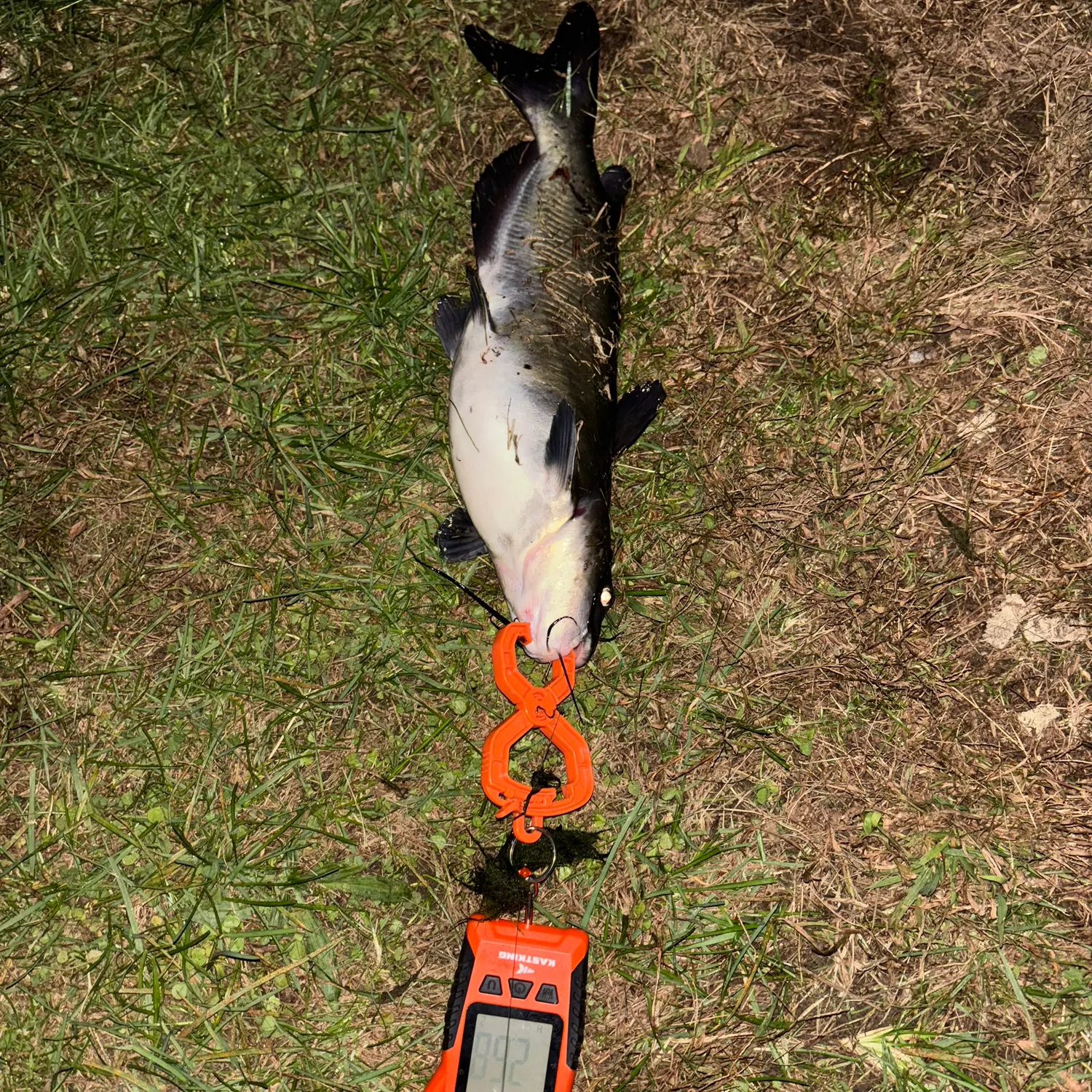 Channel catfish caught on Fishbrain