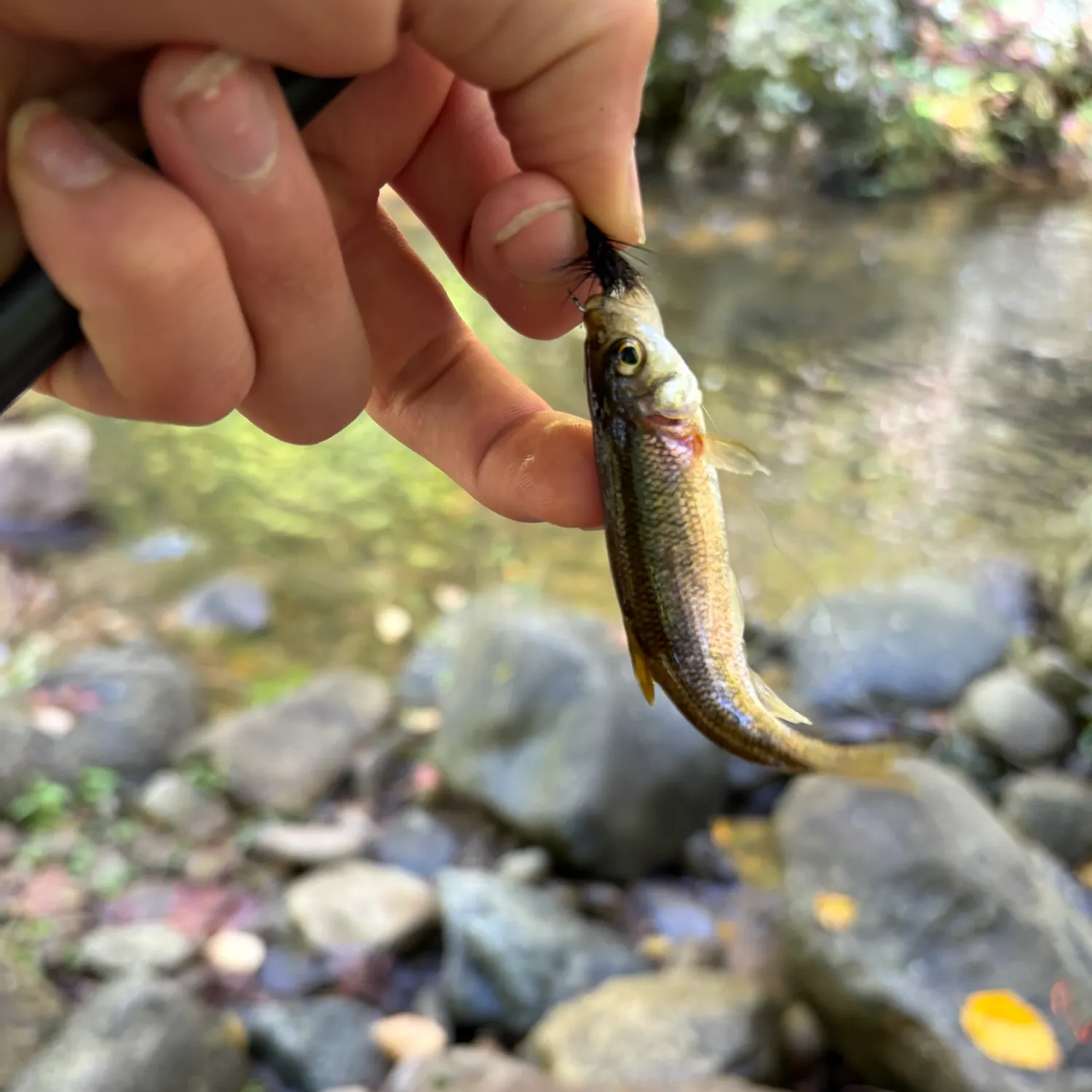 Common shiner caught on Fishbrain
