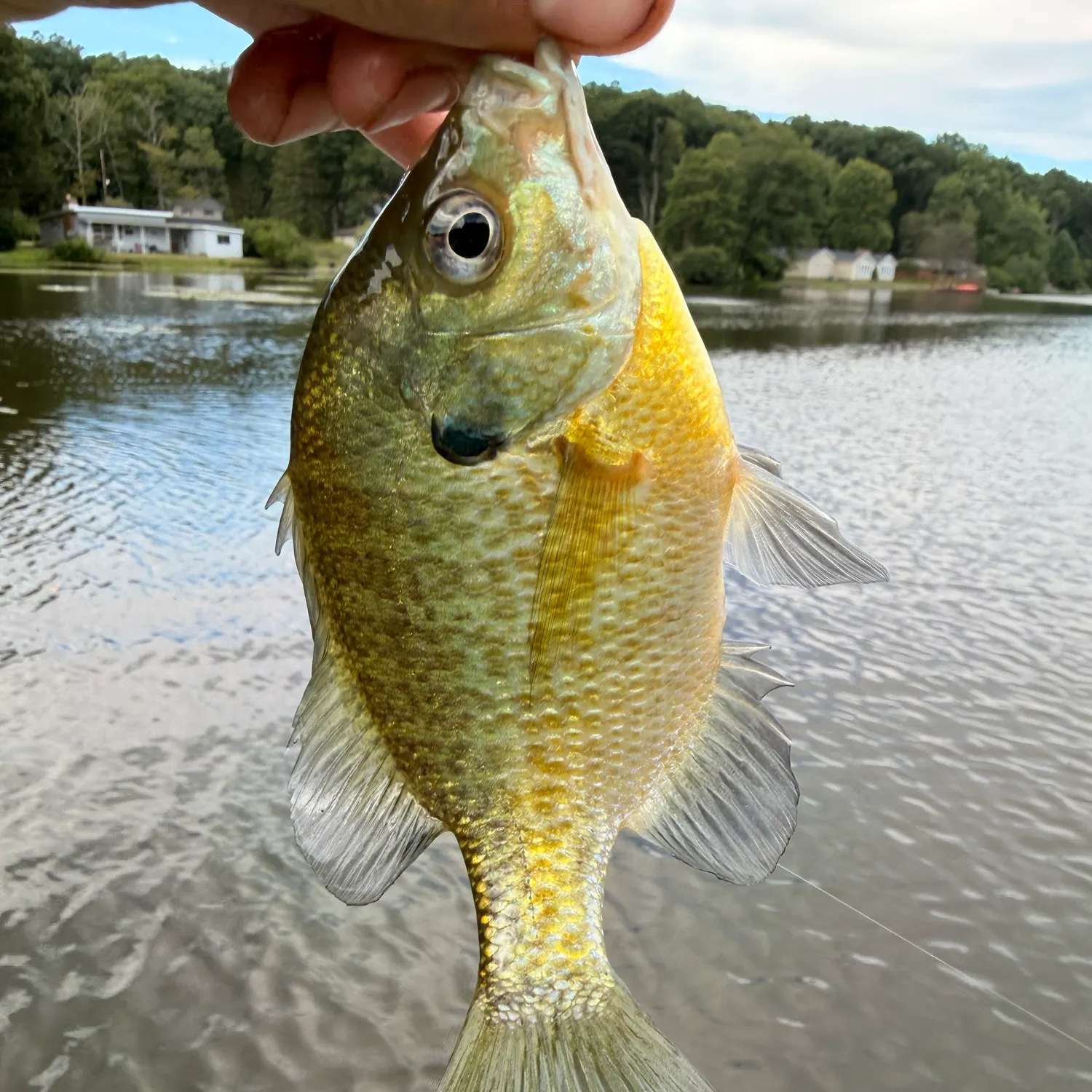 Bluegill caught on Fishbrain