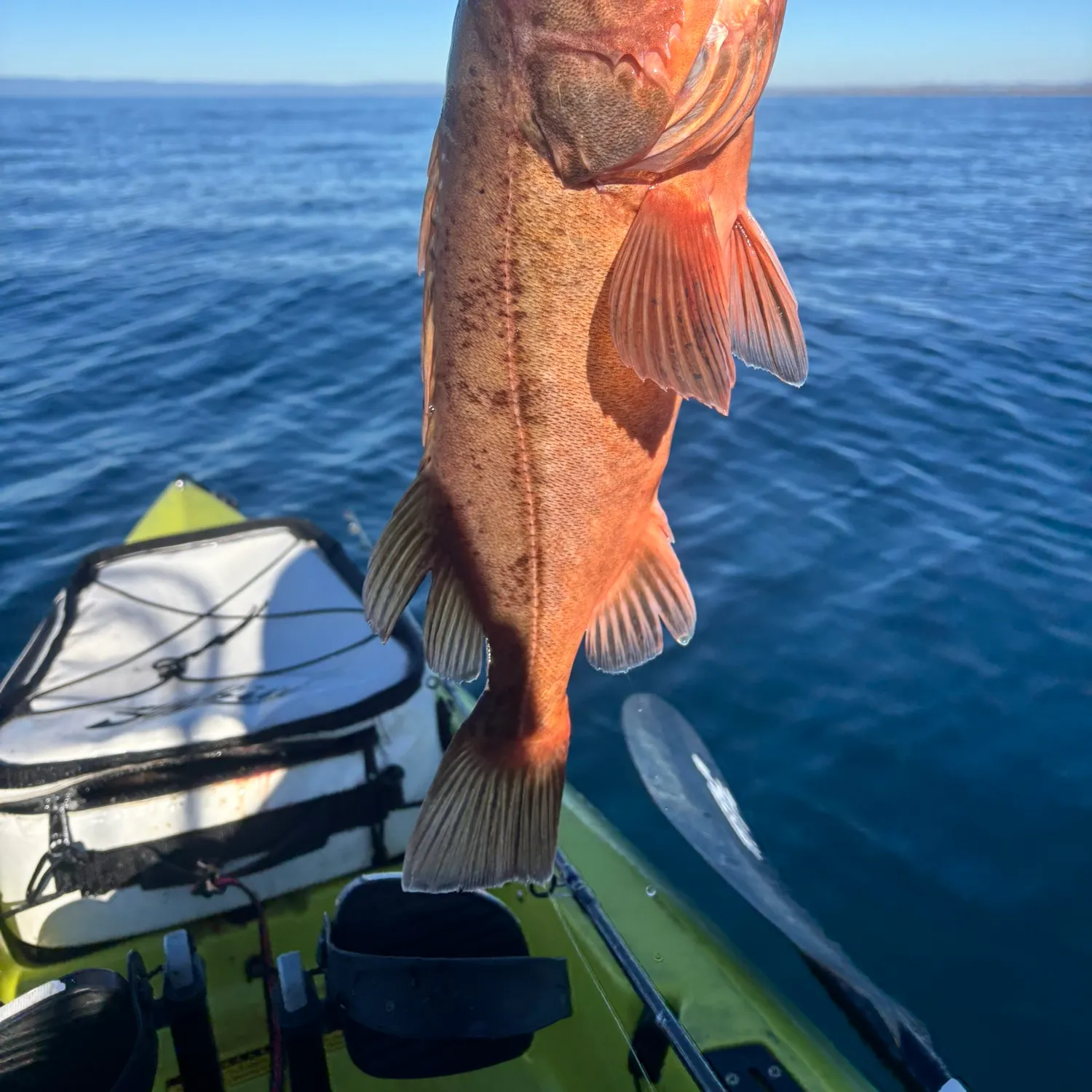The most recent Bocaccio rockfish catches on Fishbrain
