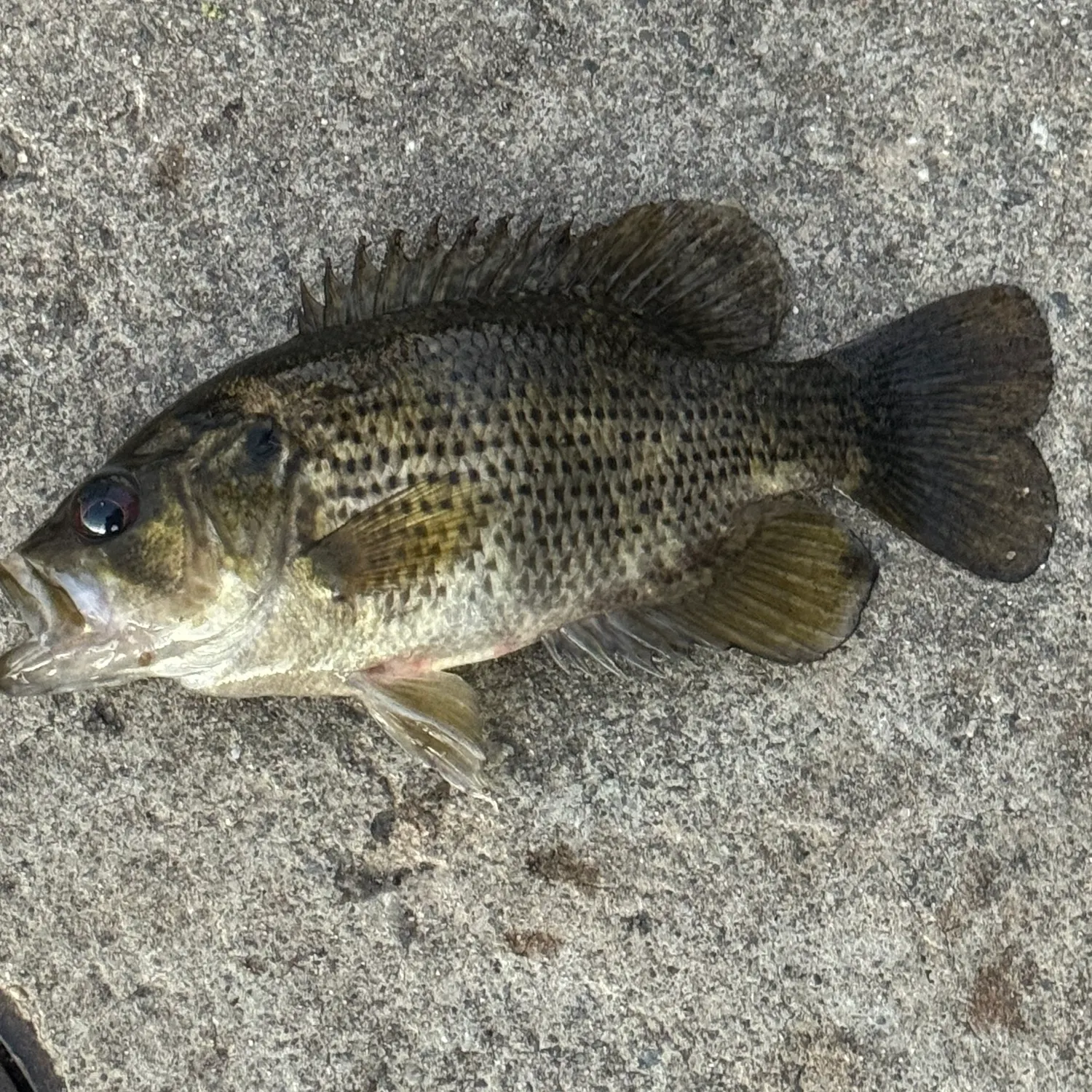 Rock bass caught on Fishbrain