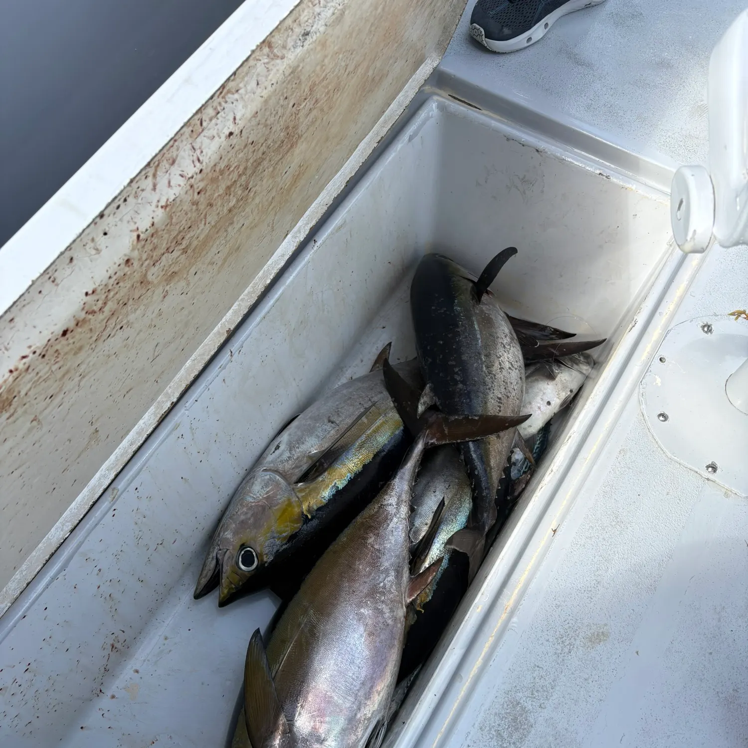 The most recent Blackfin tuna catches on Fishbrain