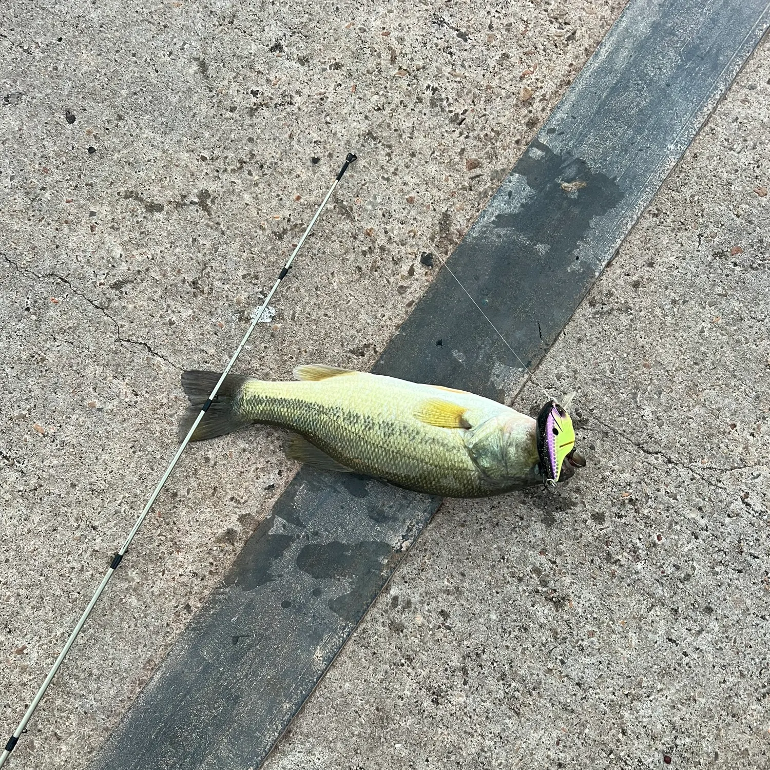 Largemouth bass caught on Fishbrain