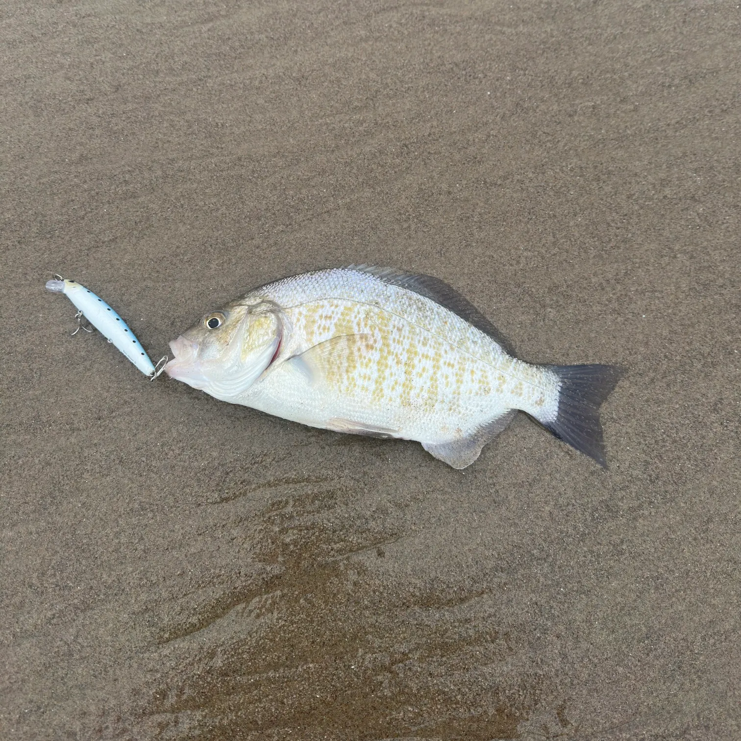 The most recent Barred surfperch catches on Fishbrain