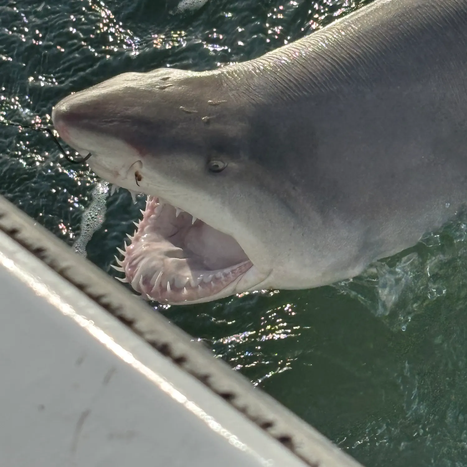 Sand tiger shark caught on Fishbrain