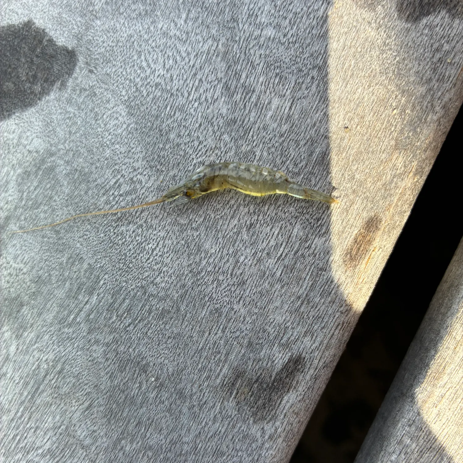 The most recent Thread shrimpgoby catches on Fishbrain