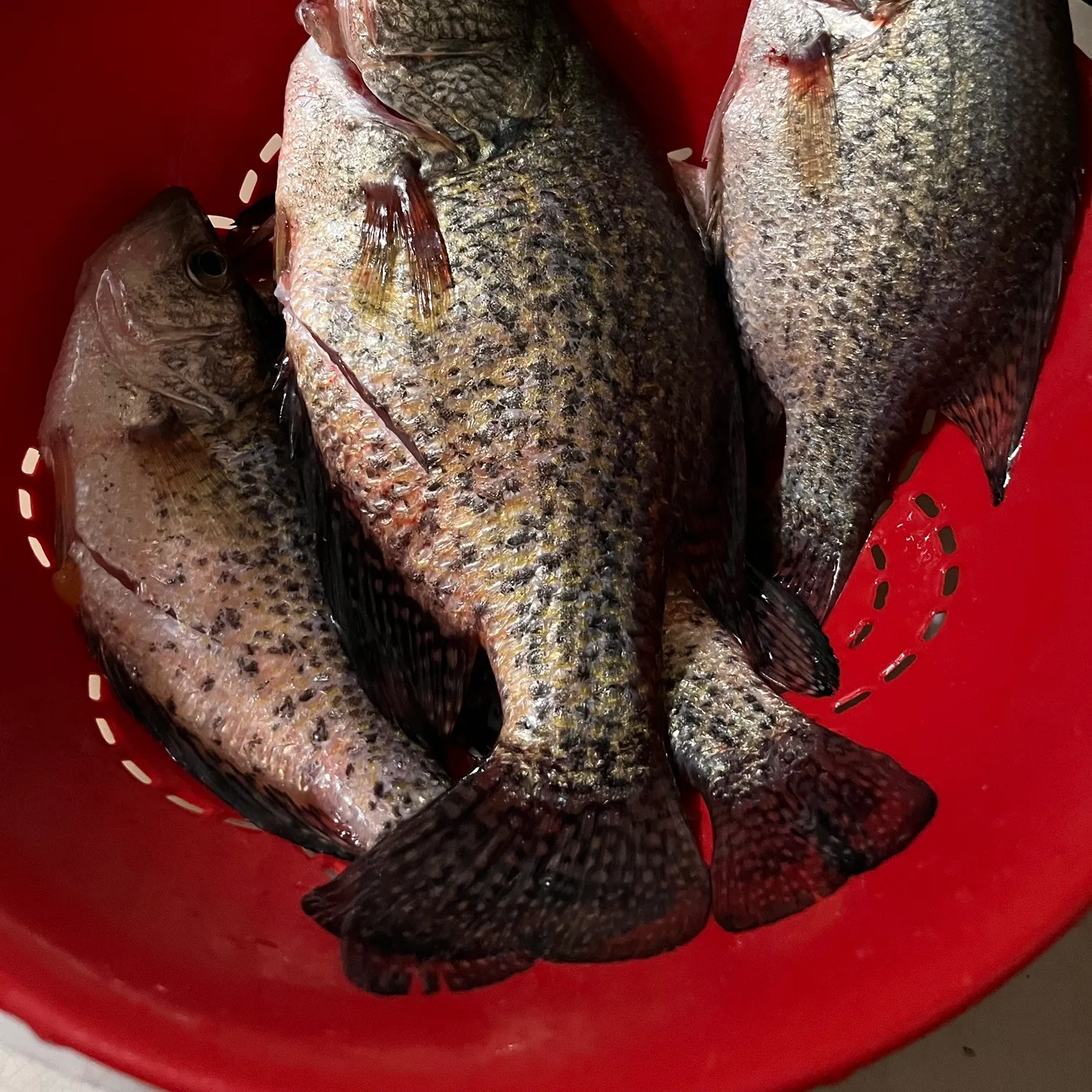 Black crappie caught on Fishbrain